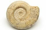 Jurassic Ammonite (Perisphinctes) - Madagascar #227588-1